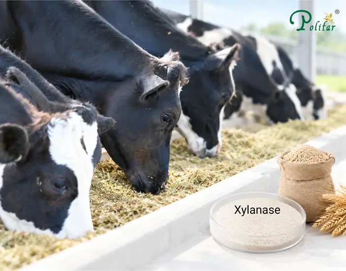 Application of Xylanase in Ruminant Feed_703_550.webp
