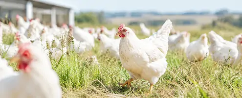 L-Threonine for Poultry