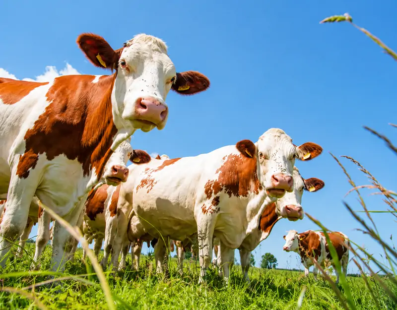Vorteile von Mangansulfat in Tierfutter